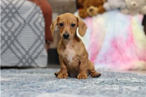 Bastian - Dachshund, Mini for sale
