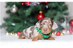 Fletcher - Dachshund for sale