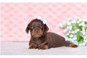 Faith - Tweenie Dachshund for sale