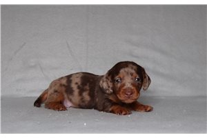 Rexx - Mini Dachshund for sale
