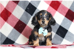 Evan - Dachshund, Tweenie for sale