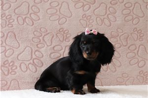 Ophelia - Dachshund, Tweenie for sale