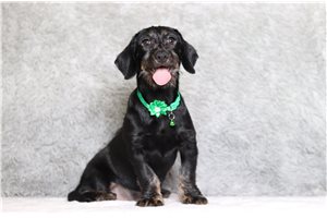 Pauly - Dachshund, Tweenie for sale