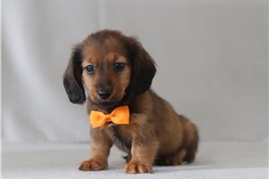 Elijah - Dachshund, Tweenie for sale