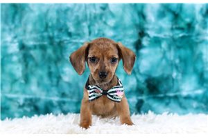 Justin - Dachshund, Tweenie for sale