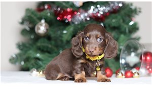 Levi - Dachshund, Tweenie for sale