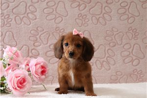 Jules - Tweenie Dachshund for sale