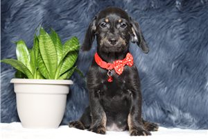 Pauly - Dachshund, Tweenie for sale