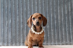 Josh - Dachshund, Tweenie for sale