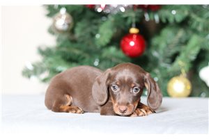 Viola - Dachshund, Tweenie for sale
