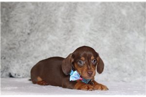 Forrest - Tweenie Dachshund for sale