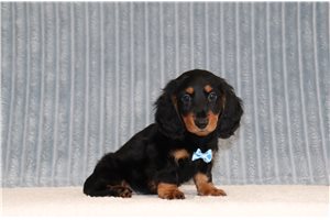 Porter - Tweenie Dachshund for sale