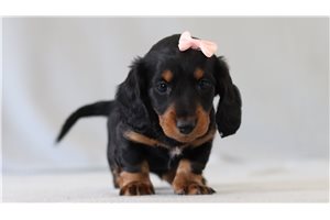 Pansy - Tweenie Dachshund for sale
