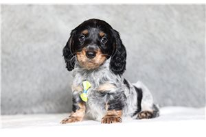 Lawrence - Dachshund, Tweenie for sale