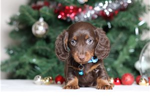 Lucas - Dachshund, Tweenie for sale