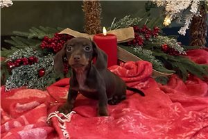 Harley - Dachshund, Tweenie for sale