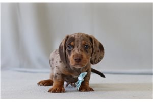 Possum - Dachshund, Tweenie for sale