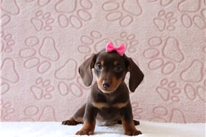 Faith - Dachshund, Tweenie for sale