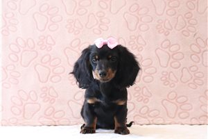 Ophelia - Dachshund, Tweenie for sale