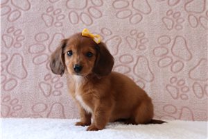 Jules - Tweenie Dachshund for sale