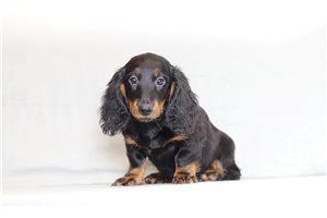 Vulcan - Tweenie Dachshund for sale