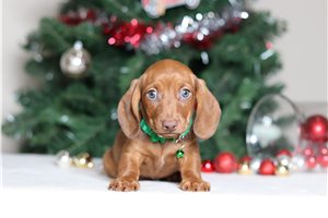 Liam - Dachshund, Tweenie for sale