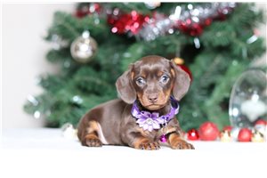 Lily - Dachshund, Tweenie for sale
