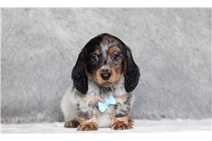 Lorenzo - Dachshund, Tweenie for sale