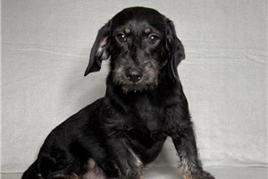 Pauly - Dachshund, Tweenie for sale