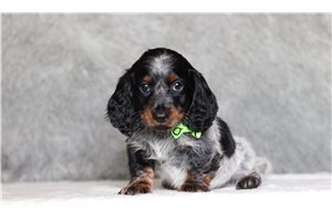 Lopez - Dachshund, Tweenie for sale