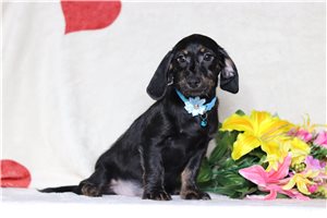 Pauly - Dachshund, Tweenie for sale