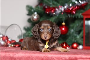 Gaston - Dachshund, Tweenie for sale
