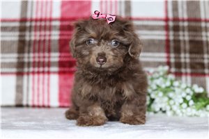 Portia - Dachshund, Tweenie for sale