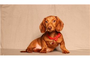 Colter - Dachshund, Tweenie for sale