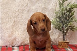 Legacy - Dachshund, Tweenie for sale
