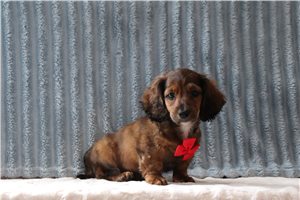 Franklin - Tweenie Dachshund for sale