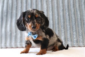 Jebidiah - Tweenie Dachshund for sale