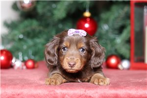 Gianna - Dachshund, Tweenie for sale