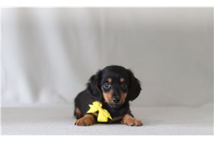 Emilio - Dachshund, Tweenie for sale