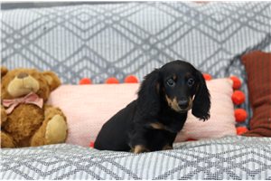 Vulcan - Dachshund, Tweenie for sale