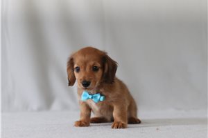 Edward - Dachshund, Tweenie for sale