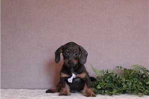 Patterson - Dachshund, Tweenie for sale