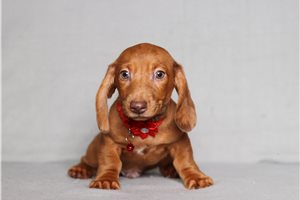 Colter - Tweenie Dachshund for sale