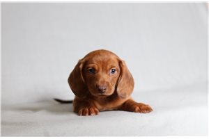 Colter - Tweenie Dachshund for sale