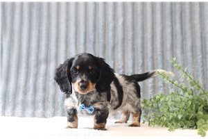 Lawrence - Dachshund, Tweenie for sale