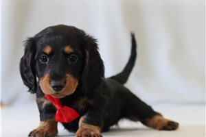 Porter - Dachshund, Tweenie for sale