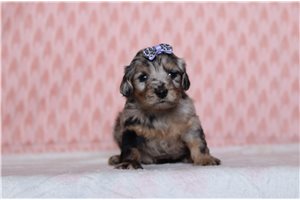 Paula - Doxiepoo for sale