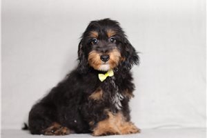 Kennedy - Doxiepoo for sale