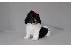 Nessa - Doxiepoo for sale