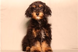 Kennedy - Doxiepoo for sale